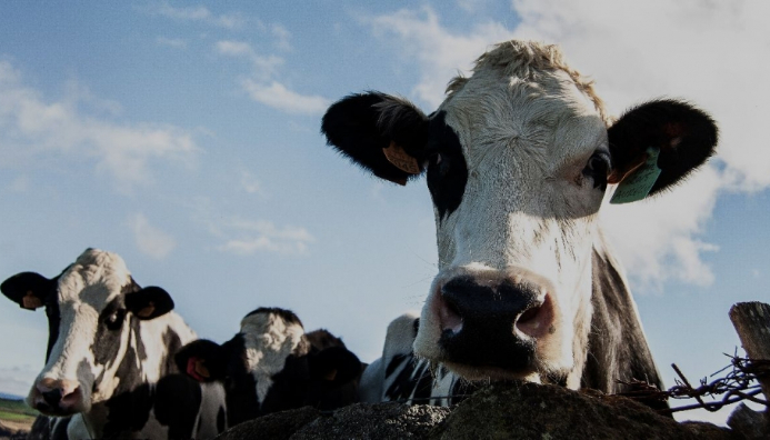 Técnico Auxiliar En Bovinos